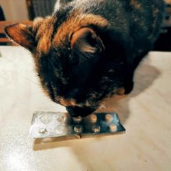Pet Care: le sostanze più pericolose in casa