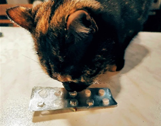 Pet Care: le sostanze più pericolose in casa