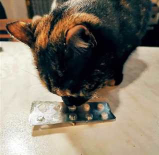 Pet Care: le sostanze più pericolose in casa